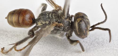 Tachysphex obscuripennis